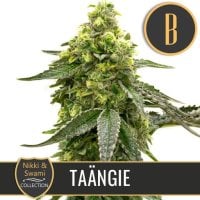 Nikki  Swamis  Taangie  Feminised  Cannabis  Seeds 0