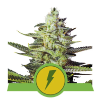 North  Thunderfuck  Auto  Flowering  Cannabis  Seeds 0