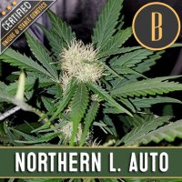 Northern  Auto  Flowering  Cannabis  Seeds 0