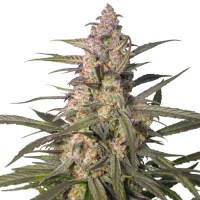 Northern  Dragon  Fuel  Auto  Flowering  Cannabis  Seeds 0