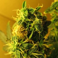 Northern  Light  Auto  Flowering  Cannabis  Seeds 0