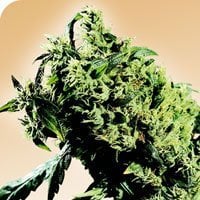 Northern  Lights  235  X  Haze  Regular  Cannabis  Seeds