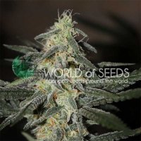 Nothern  Light  X  Big  Bud  Early  Feminised  Cannabis  Seeds