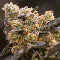 Nova  O G  Feminised  Cannabis  Seeds 0