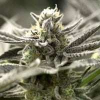O G K Z  Auto  Flowering  Cannabis  Seeds 0