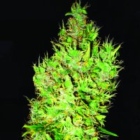 O G  Critical  Feminised  Cannabis  Seeds 0