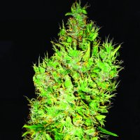 O G  Critical  Regular  Cannabis  Seeds 0