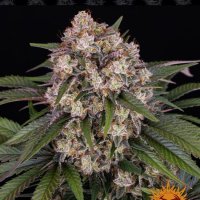 O G  Kush  Auto  Flowering  Cannabis  Seeds 2