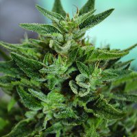 O G  Kush  C B D  Feminised  Cannabis  Seeds