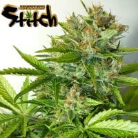 Onyx  Regular  Cannabis  Seeds 1