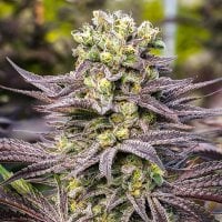 Oracle  Octane  Feminised  Cannabis  Seeds 0