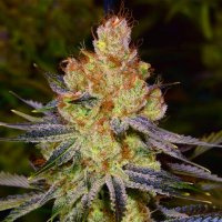 Orange  Bud  Auto  Flowering  Cannabis  Seeds