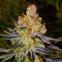 Orange  Bud  Regular  Cannabis  Seeds