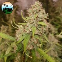 Oreoz  Feminised  Cannabis  Seeds