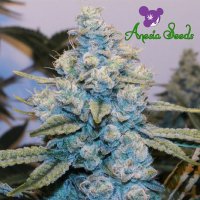 Original  Gorilla  Feminised  Cannabis  Seeds 0