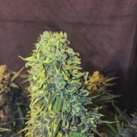 Original  Skunk  231  F A S T  Feminised  Cannabis  Seeds