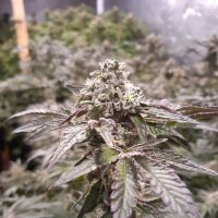 Original  Strawberry Line  Feminised  Cannabis  Seeds 0