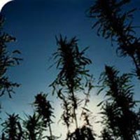 Outdoor  Mix  Regular  Cannabis  Seeds
