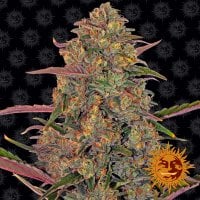 Pineapple Chunk Feminised Seeds