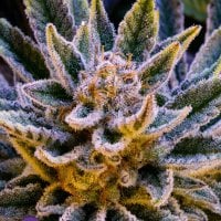 P Ineapple  Runtz  Auto  Flowering  Cannabis  Seeds