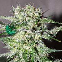 Pakistan  Valley  Early  Version  Feminised  Cannabis  Seeds