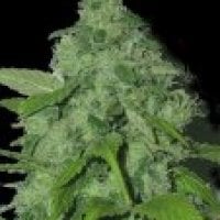 Peak 19  Regular  Cannabis  Seeds 0