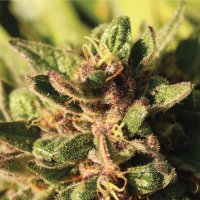Pineapple  Muffin  Auto  Flowering  Cannabis  Seeds 0