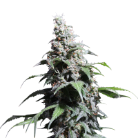 Pineapple  Poison  Feminised  Cannabis  Seeds