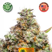 Pineapple  Sativa  Auto  Flowering  Cannabis  Seeds 0