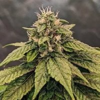 Pink  Gelati  Feminised  Cannabis  Seeds