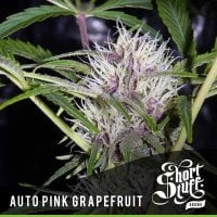 Pink  Grapefruit  Auto  Flowering  Cannabis  Seeds 0