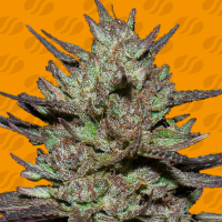 Pink  Rozay  Feminised  Cannabis  Seeds