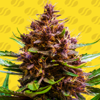 Pink  Rozay  X  Strawberry  Banana  Auto  Flowering  Cannabis  Seeds