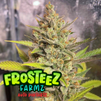 Pop Tartz  Auto  Flowering  Cannabis  Seeds 0