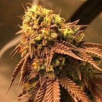 Problem  Child  Regular  Cannabis  Seeds 0