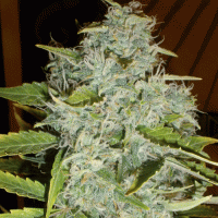 Psychofruit  Auto  Flowering  Cannabis  Seeds 0