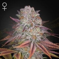 Pulps  Friction  Feminised  Cannabis  Seeds 0