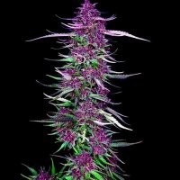 Purple  Berry  Kush  Feminised  Cannabis  Seeds 0