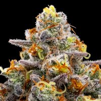 Purple  Boost  Highness  Feminised  Cannabis  Seeds