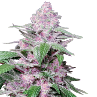 Purple  Cookie  Kush  Feminised  Cannabis  Seeds 0