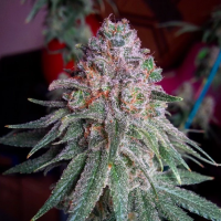 Purple  Dawg  Mass  Feminised  Cannabis  Seeds 0