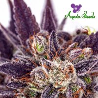 Purple  Domina  Auto  Flowering  Cannabis  Seeds