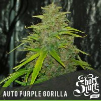Purple  Gorilla  Auto  Flowering  Cannabis  Seeds