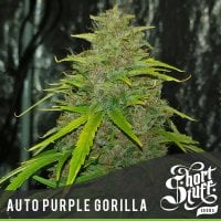 Purple  Gorilla  Auto  Flowering  Cannabis  Seeds