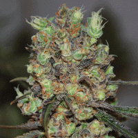 Purple  Paralysis  Feminised  Cannabis  Seeds