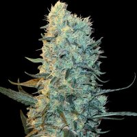 Purple  Pinecone  Feminised  Cannabis  Seeds