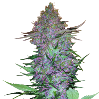 Purple  Skunk  Auto  Flowering  Cannabis  Seeds