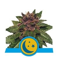 Purplematic  C B D  Feminised  Cannabis  Seeds 0