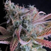 Raspberry  Cough  Auto  Flowering  Cannabis  Seeds