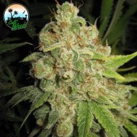 Raspberry  Zkittlez  Feminised  Cannabis  Seeds